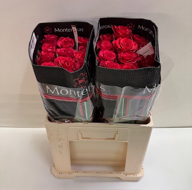 Rosa ec altamire MR.jpg